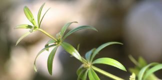 Lipicioasa (Gallium aparine), planta medicinala cu proprietati diuretice
