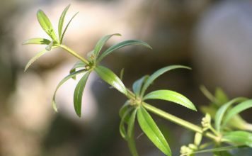 Lipicioasa (Gallium aparine), planta medicinala cu proprietati diuretice