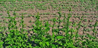 Lobelia (Lobelia inflata), planta recomandata in afectiunile respiratorii