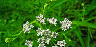 Mararasul-de-apa (Oenanthe aquatica), planta folosita in homeopatie