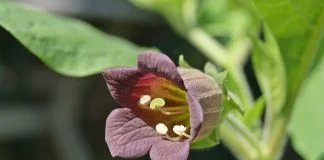 Matraguna (Atropa belladonna) sau planta vrajitoarelor