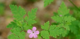 Napraznicul (Geranium robertianum), planta medicinala