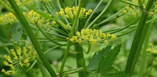 Pastarnacul (Pastinaca sativa), planta cu proprietati vindecatoare