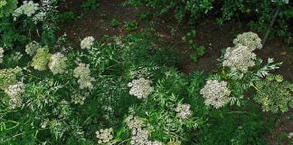 Patrunjelul-de-zapada (Cnidium monnieri), o planta folosita in medicina traditionala chineza