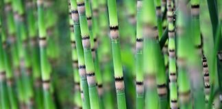 Pipirigul (Equisetum hyemale), planta medicinala folosita in tratamentul bolilor renale
