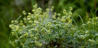 Plante medicinale, Umbrarul-doamnei (Alchemilla alpina)