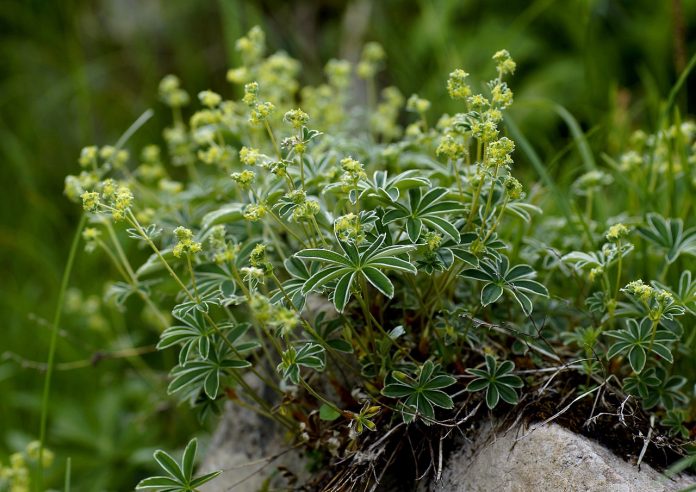 Plante medicinale, Umbrarul-doamnei (Alchemilla alpina) Plante medicinale, Umbrarul-doamnei (Alchemilla alpina)