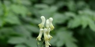 Plante medicinale – Marul-lupului (Aconitum lycoctonum)