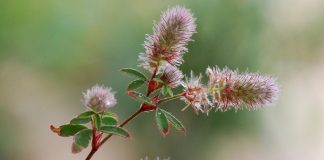 Plante medicinale – Papanasii (Trifolium arvense) sau trifoi rosu
