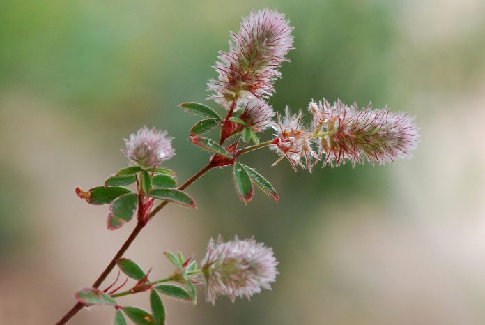 Plante medicinale – Papanasii (Trifolium arvense) sau trifoi rosu Plante medicinale – Papanasii (Trifolium arvense) sau trifoi rosu
