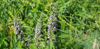 Plante medicinale – Talpa-gastei (Leonurus cardiaca)