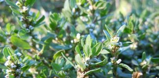 Plante medicinale – Troscotelul (Polygonum aviculare)
