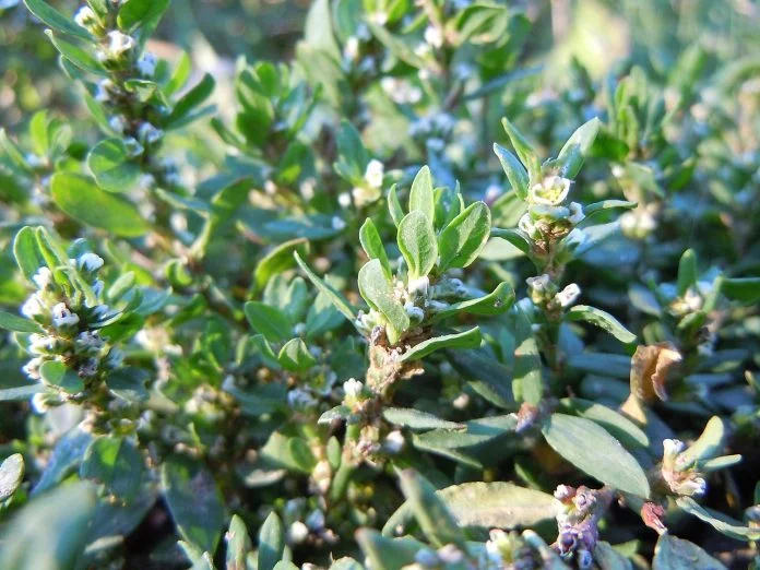 Plante medicinale – Troscotelul (Polygonum aviculare) Plante medicinale – Troscotelul (Polygonum aviculare)