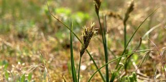 Rogozul (Carex arenaria), planta cu proprietati de purificare a sangelui