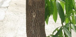 Scoarta-amara (Alstonia constricta) sau copacul-febrei