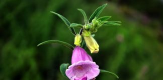 Susanul (Sesamum indicum) - Stiati ca…