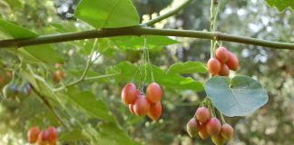 Tamarillo (Cyphomandra betacea) si importanta fructelor sale