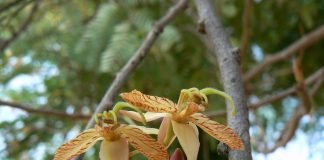 Tamarindul (Tamarindus indica), fructele sale cresc pofta de mancare