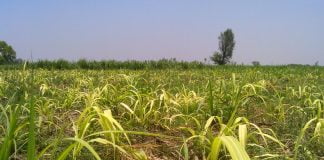 Trestia de zahar (Saccharum officinarum)