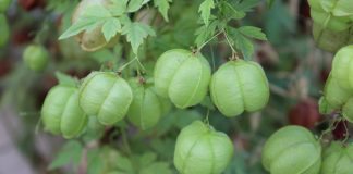 Vita-cu-baloane (Cardiospermum halicacabum), planta medicinala si decorativa