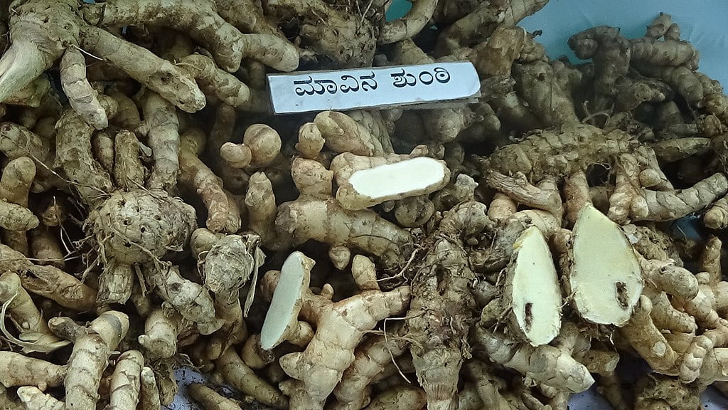 curcuma