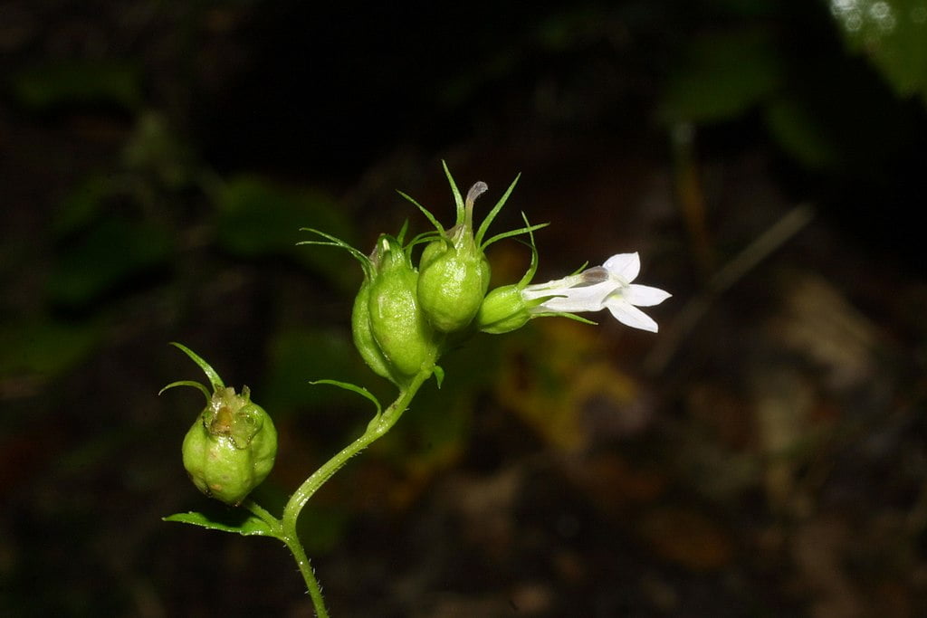 lofelia inflata fruit