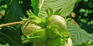 Alunul de padure (Corylus avellana) – Uleiul vegetal de alune