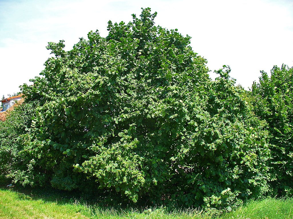 Alunul de padure