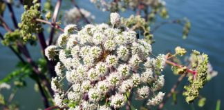 Angelica-de-padure (Angelica sylvestris), planta cu proprietati digestive