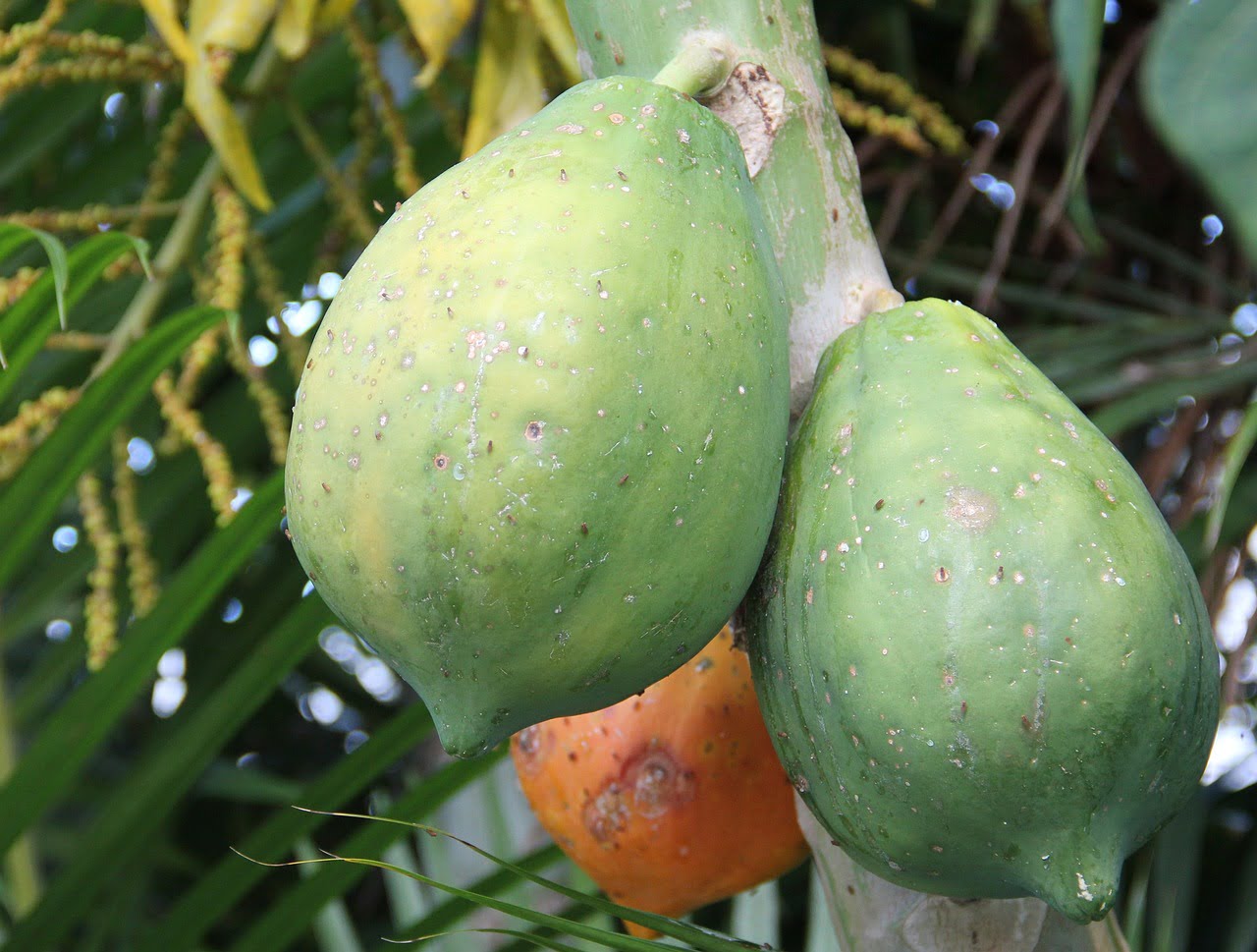 Arborele de papaya