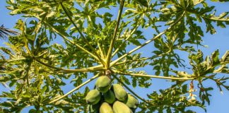 Arborele de papaya (Carica papaya) ofera cele mai importante fructe tropicale