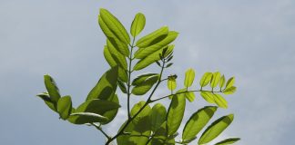 Arborele-piscidia (Piscidia piscipula) sau arborele-pescarului