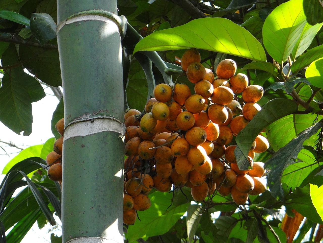 Areca catechu