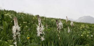 Asfodela (Asphodelus albus), planta folosita in scop terapeutic