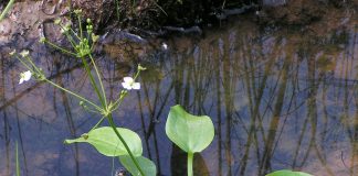 Brancarita (Alisma plantago-aquatica), planta medicinala