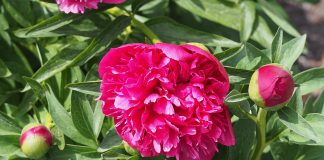 Bujorul-obisnuit (Paeonia officinalis) si bujorul-chinezesc (Paeonia lactiflora)