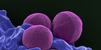 Ce sunt infectiile stafilococice si cum se transmit