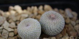 Chilito (Epithelantha micromeris) sau cactusul-nasture