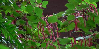 Coada-pisicii (Acalypha hispida) sau coada-vulpii, planta otravitoare pentru pisici