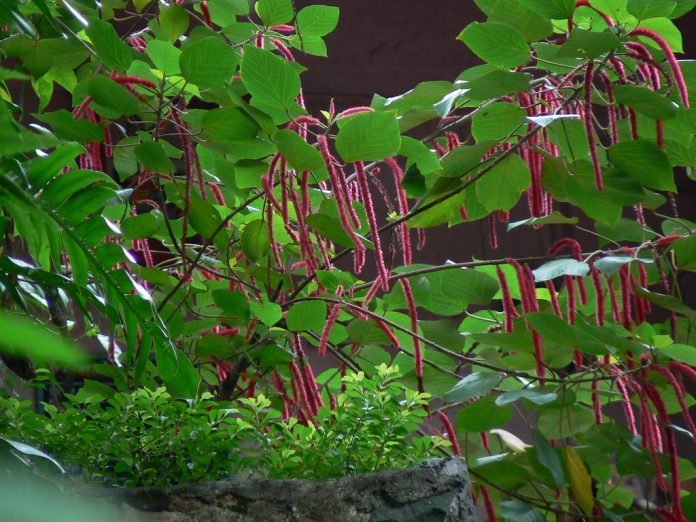 Coada-pisicii (Acalypha hispida) sau coada-vulpii, planta otravitoare pentru pisici Coada-pisicii (Acalypha hispida) sau coada-vulpii, planta otravitoare pentru pisici