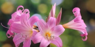 Crinul-belladonna (Amaryllis belladonna), planta otravitoare