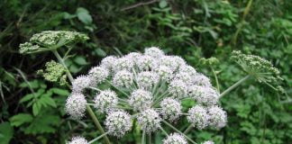 Cucuta-de-balta (Cicuta virosa), planta folosita in homeopatie