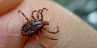 Cum prevenim muscaturile de capusa? Cum prevenim muscaturile de capusa