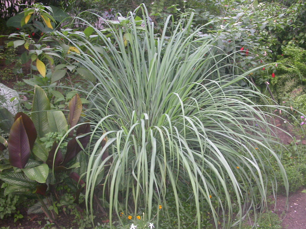 Cymbopogon citratus