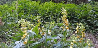 Degetarul-mare (Digitalis grandiflora), planta folosita in tratarea afectiunilor cardiace