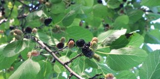 Duda, fruct cu proprietati medicinale