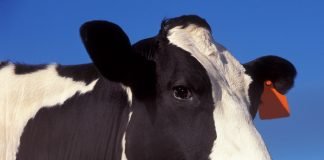 Encefalopatia spongiforma bovina – Boala vacii nebune Encefalopatia spongiforma bovina - Boala vacii nebune