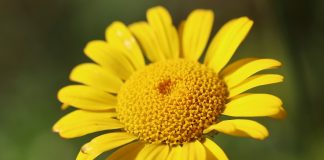 Floarea-de-perina (Anthemis tinctoria) sau musetel-de-vopsit