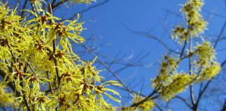 Hamamelis (Hamamelis virginiana) sau nucul fermecat