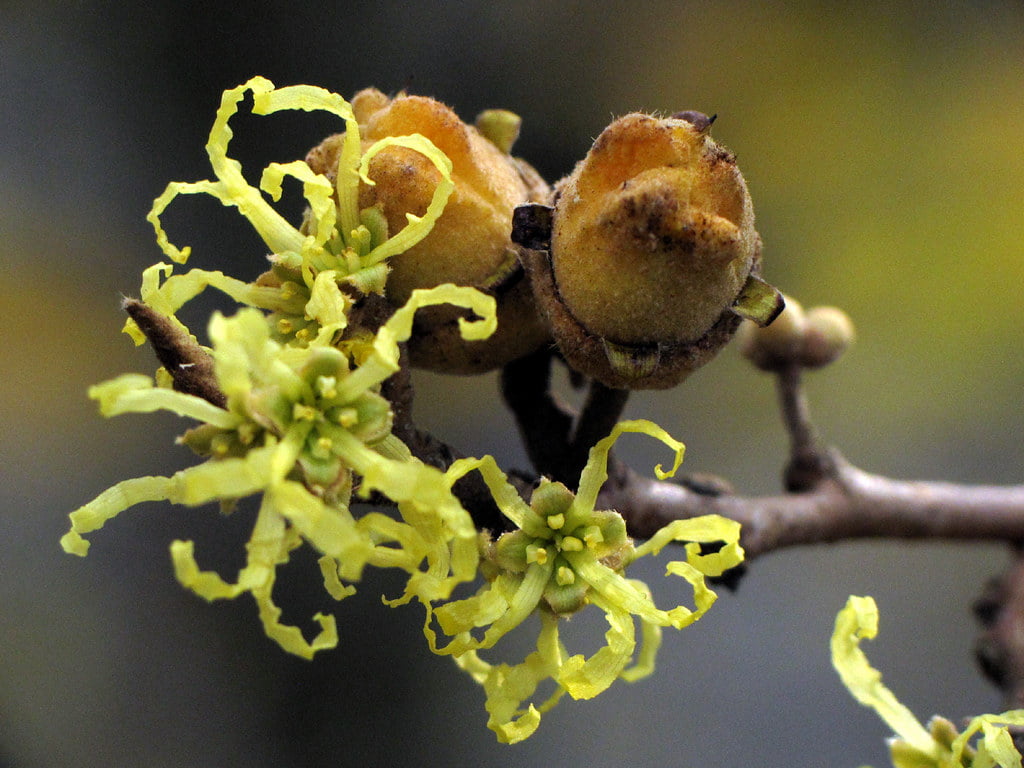 Hamamelis